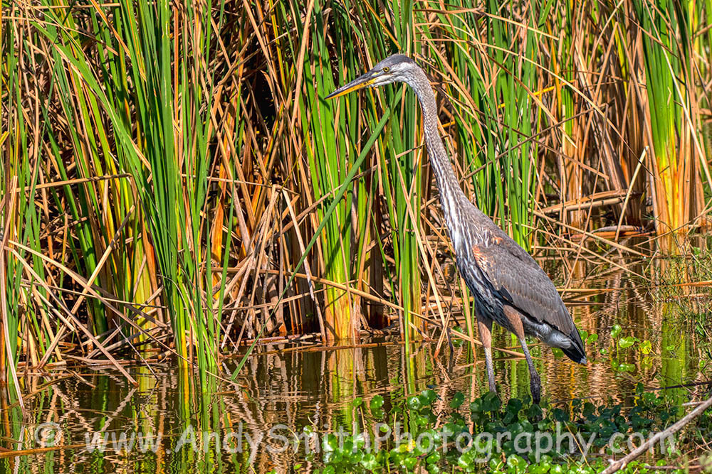 Great Blue Heron by Grass