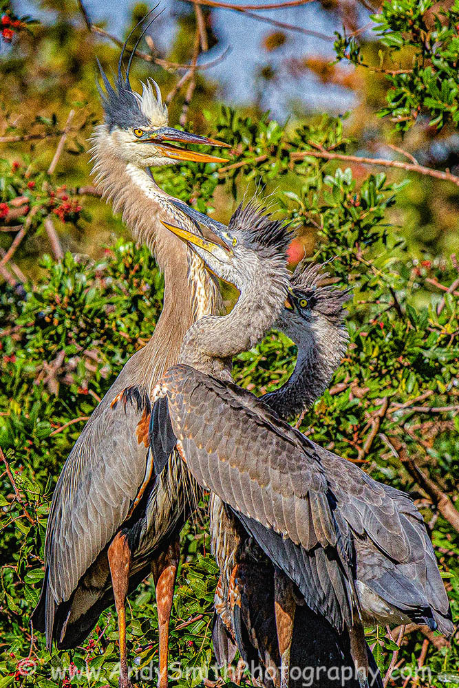 Great Blue Heron With Juveniles Art | Andy Smith Photography