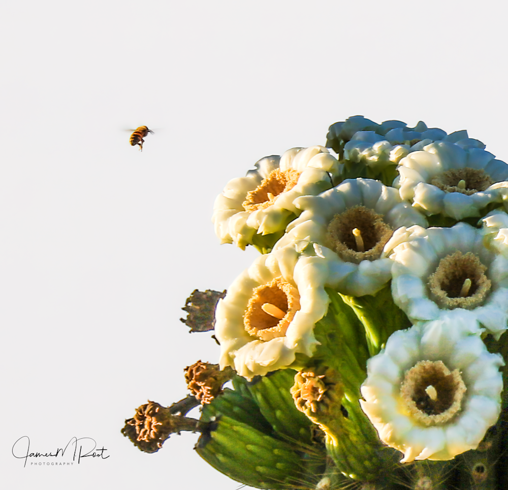 Saguaro Flower & Bee Art | JRootGallery.com