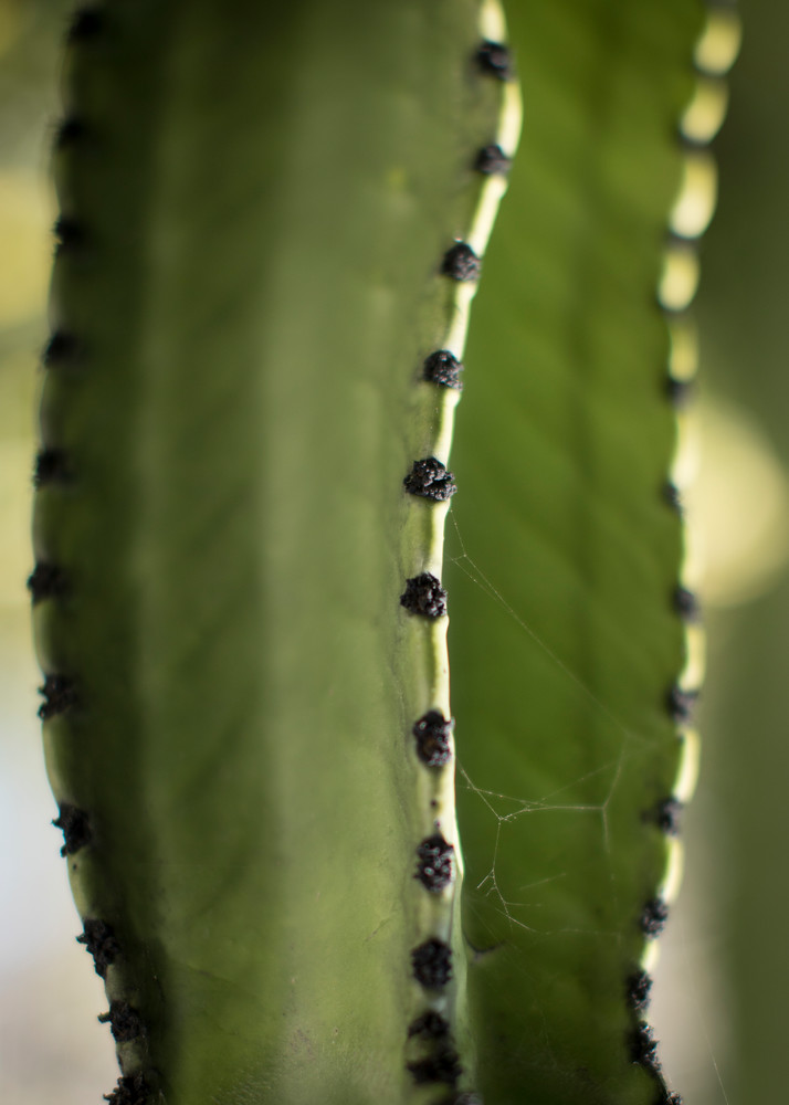California Cactus 2 Photography Art | TERESA BERG PHOTOGRAPHY