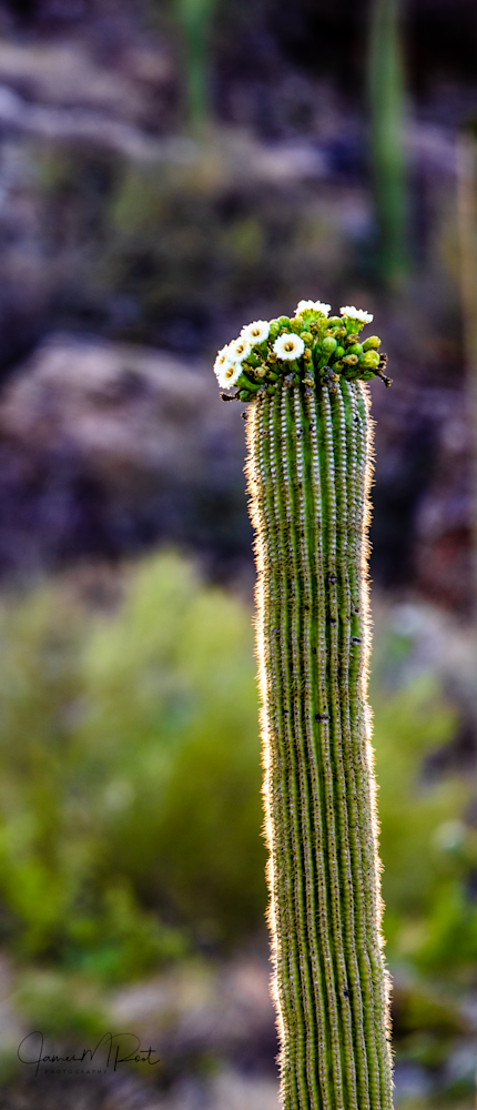 Saguaro Flower Hat! Art | JRootGallery.com
