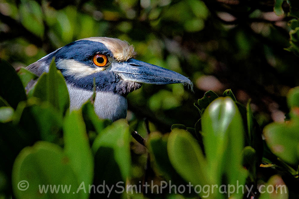 Yellow Crowned Night Heron Peeking Art | Andy Smith Photography