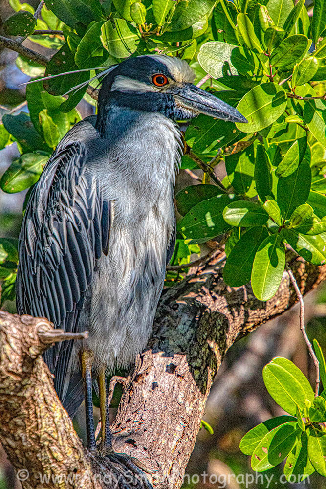 Yellow Crowned Night Heron Art | Andy Smith Photography