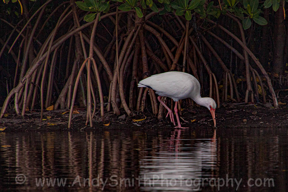 White Ibis Among Marsh Roots Art | Andy Smith Photography