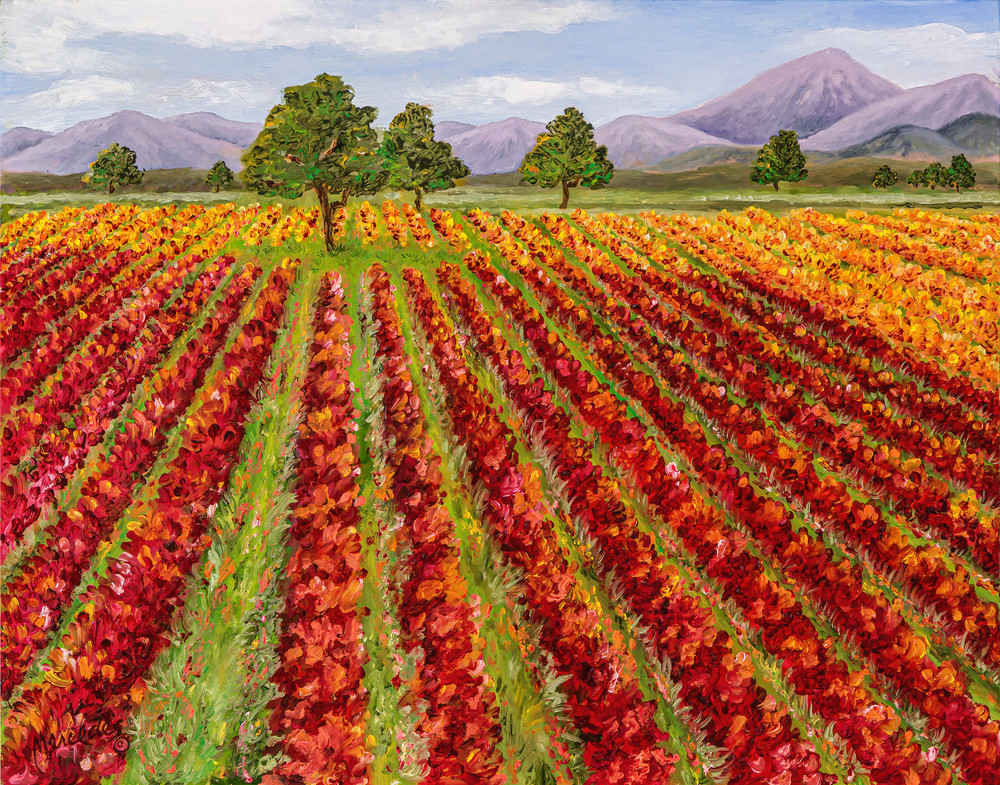 Wine Country Change Of Seasons   Products Art | Mercedes Fine Art