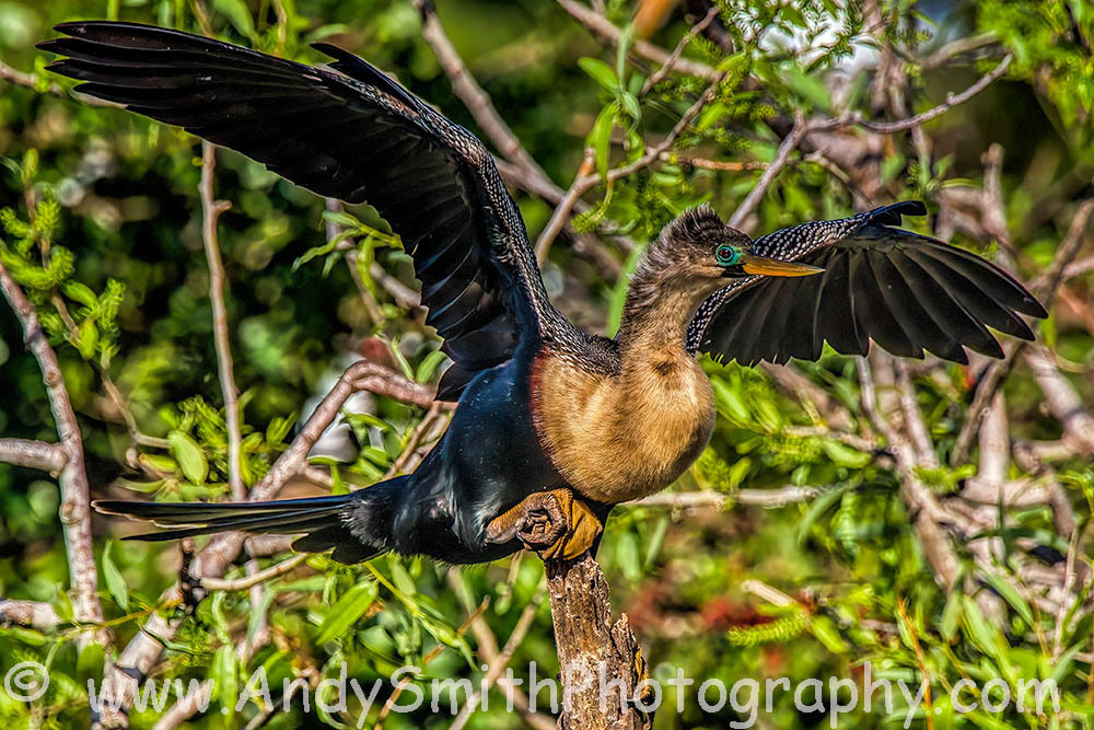 Anhinga Spreading Its Wings Art | Andy Smith Photography