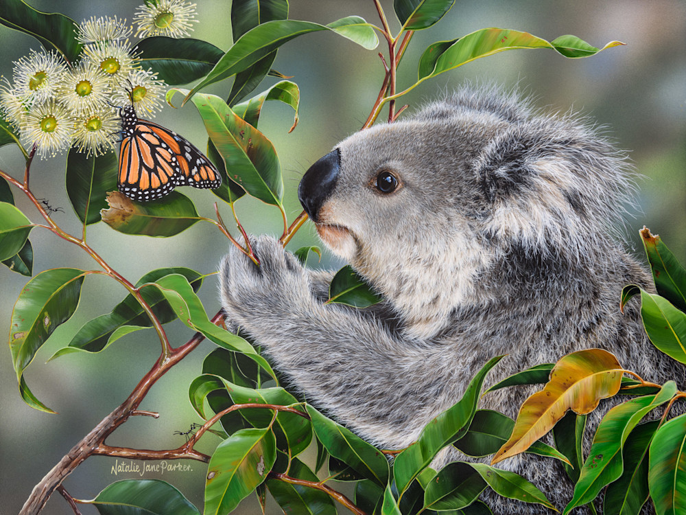 Koala (Phascolarctos cinereus) with a Wanderer Butterfly (Danaus plexippus) Australian Wildlife Art by Natalie Jane Parker