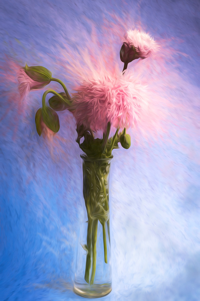 Breadseed Poppy Art | James Patrick Pommerening Photography