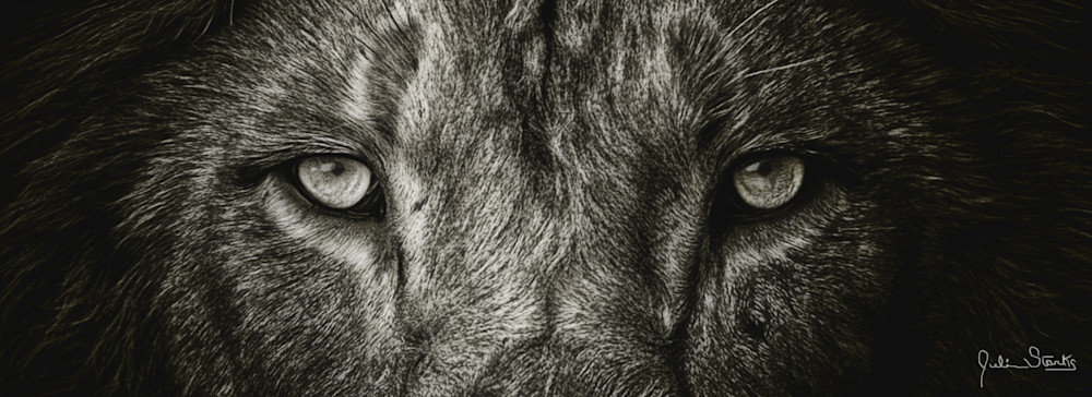 The Lion"S Eyes In B & W   Painted Photography Art | Julian Starks Photography LLC.