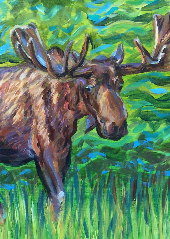 Bull Moose Alaska greenbelt art print by Amanda Faith Thompson