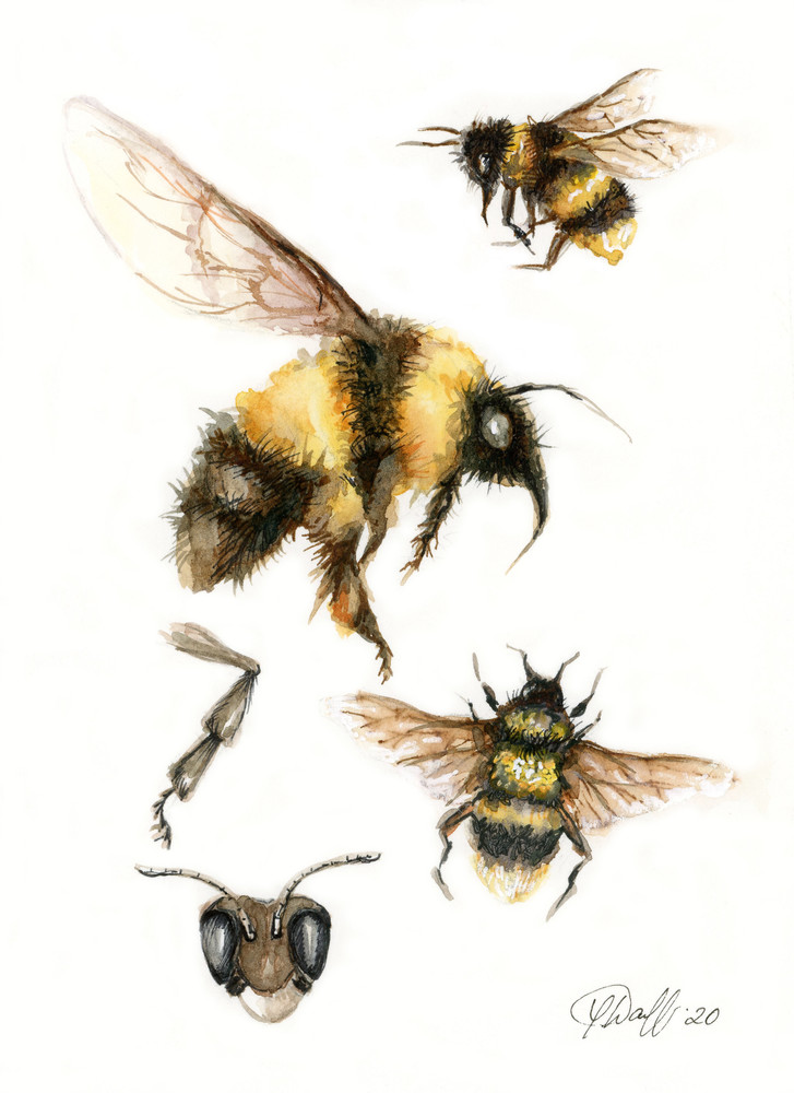 Bumble bee Watercolor Print Dorm decor 