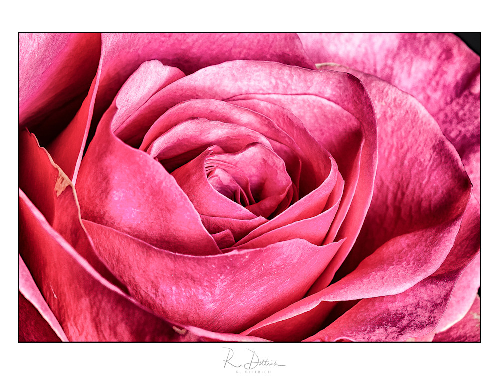 Close Up Metallic Rose flower Print
