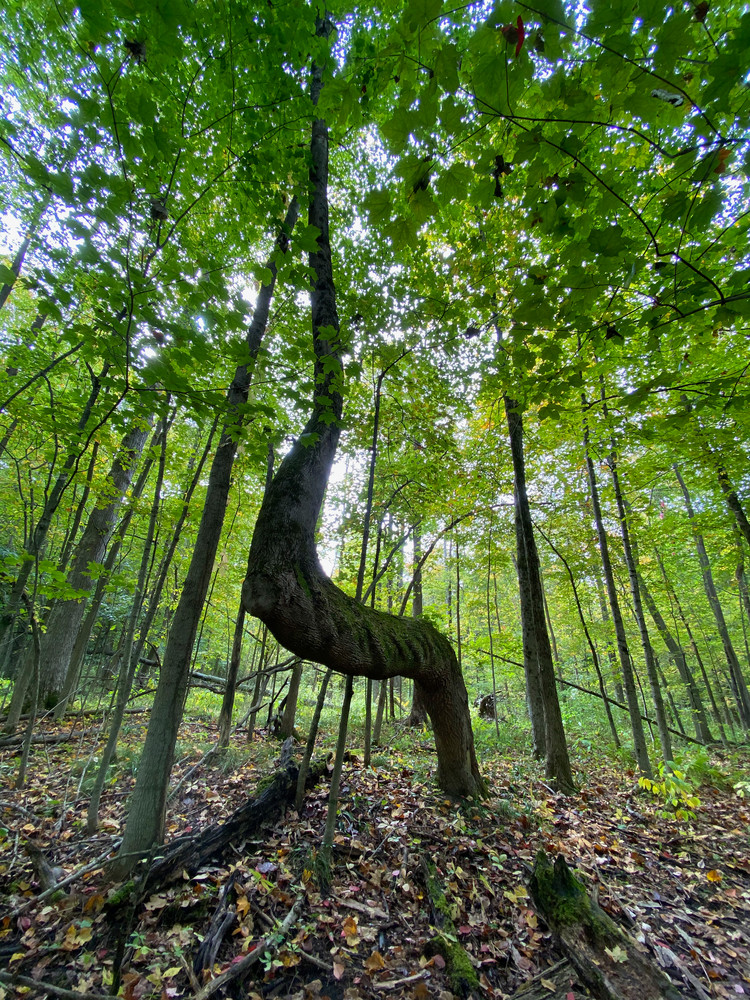 Nature Finds A Way Art | Red Horse Creative Llc