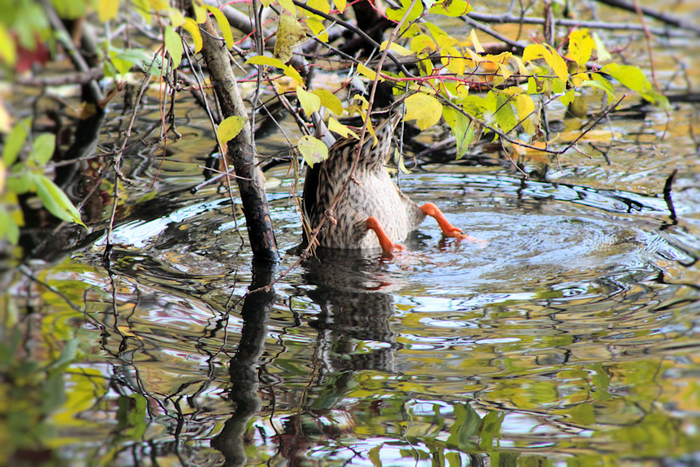 Fall2020 New England Duck Bottoms Up Art1 Photography Art | PixByNic Photography LLC