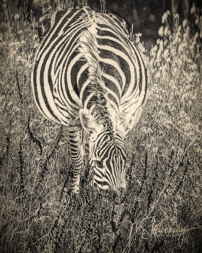 Feeding Zebra Art | Cutlass Bay Productions, LLC