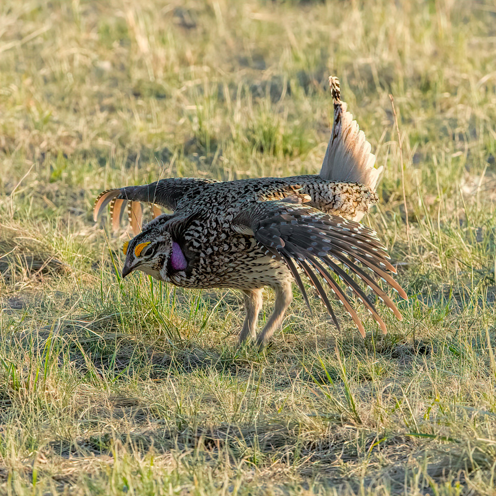 Sharp Tailed Grouse   Benton Lake National Wildlife Refuge  Art | Keith Taylor Photography