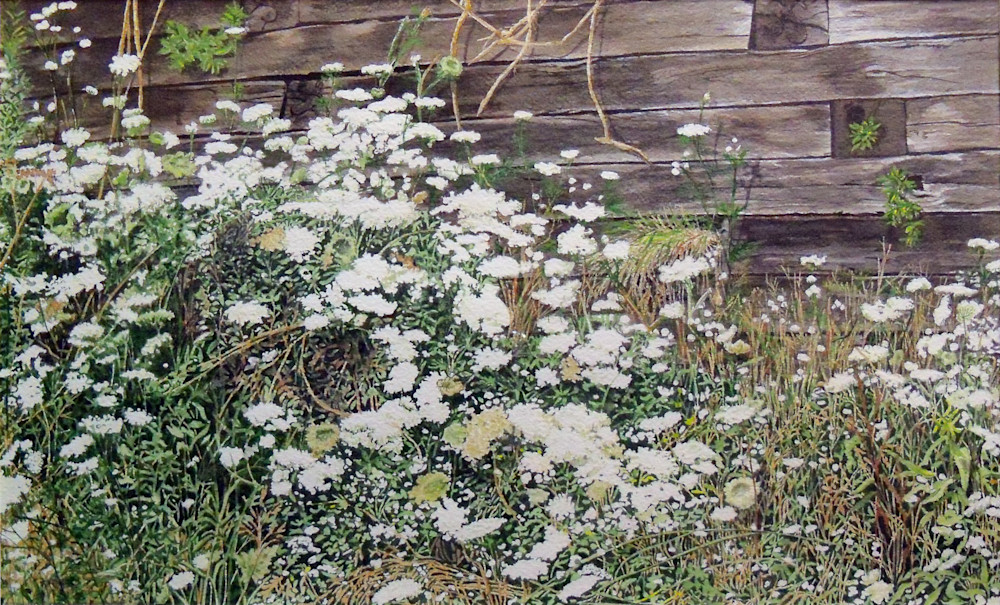 Queen Anne's Lace watercolor painting by Erin Pyles Webb