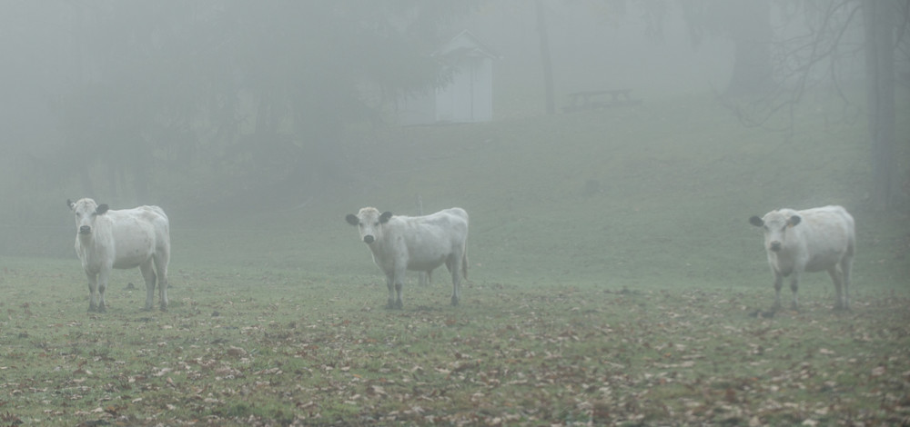 Cows In The Fog Photography Art | Press1Photos, LLC