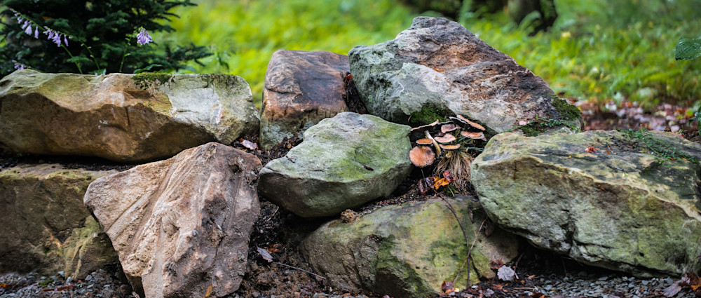 Mushrooms On The Rocks Panorama Photography Art | Press1Photos, LLC