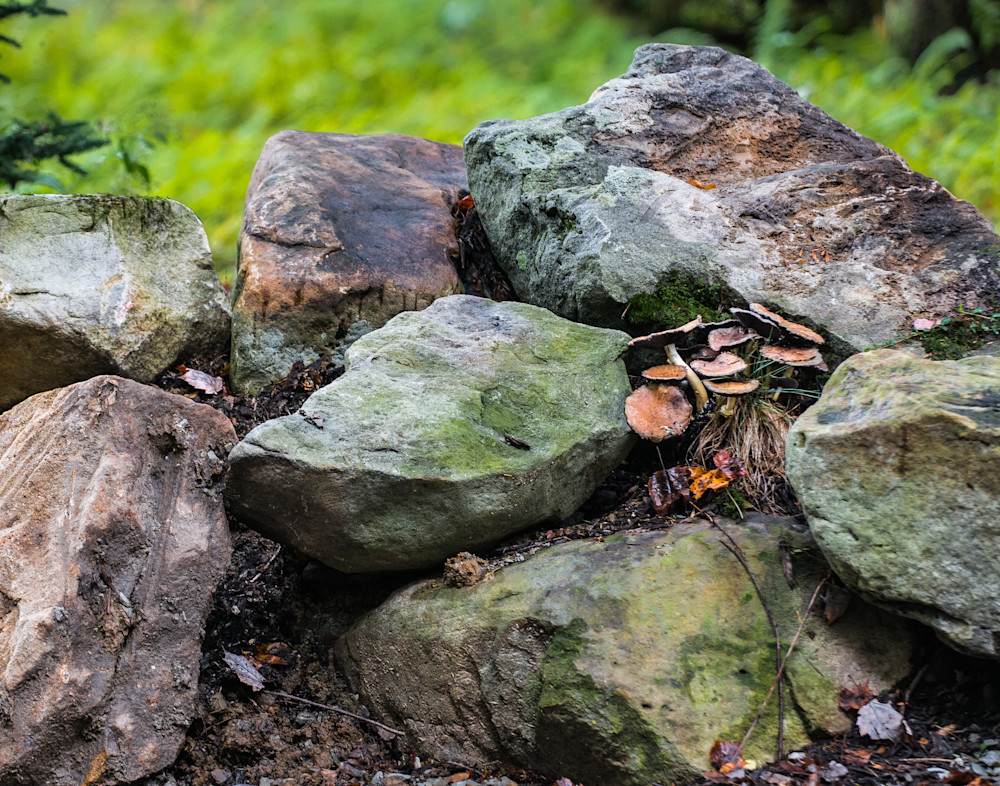 Mushrooms On The Rocks Photography Art | Press1Photos, LLC