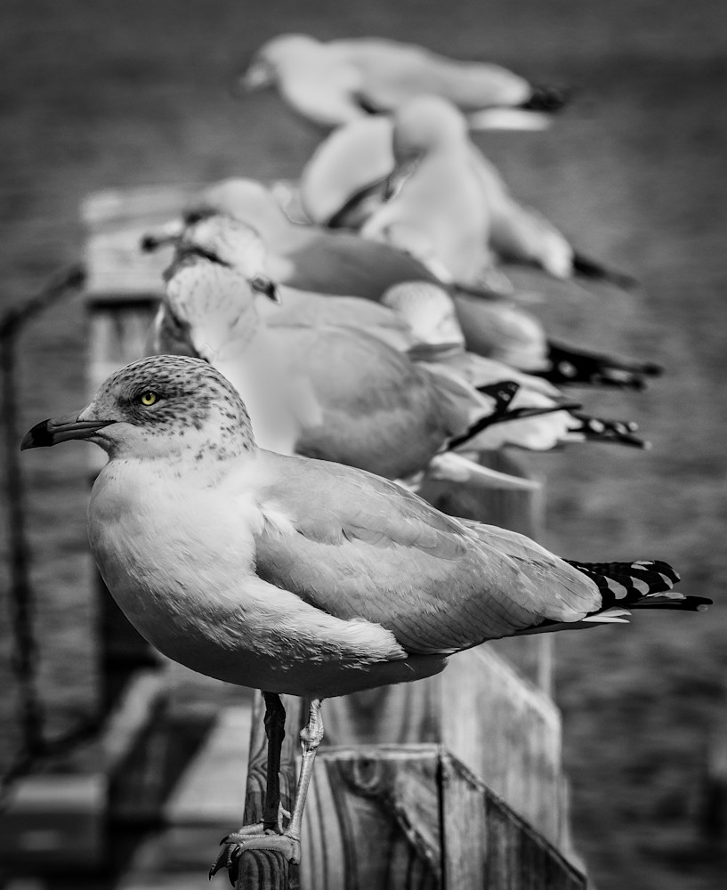 Seagull Line Up in BW