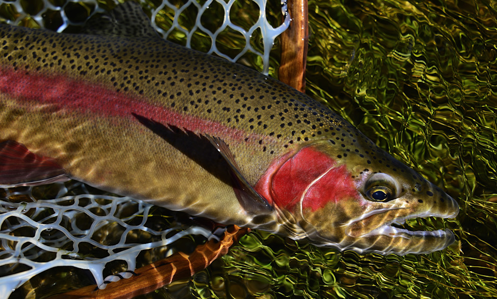 Rainbow Trout Close Up In Net Photography Art | Fly Fishing Portraits