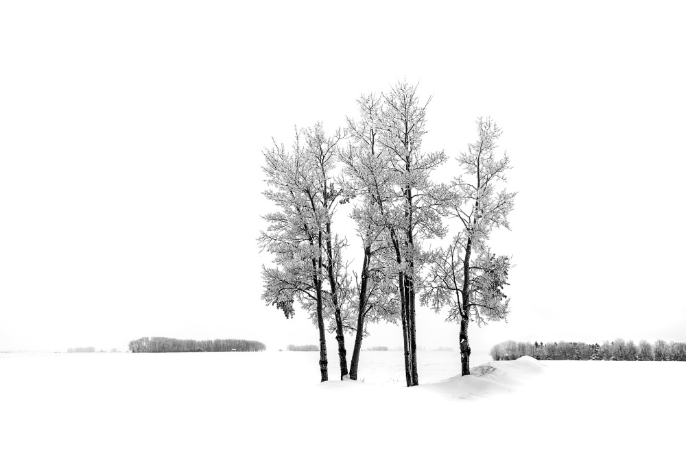12 Winter Trees   Alberta, Canada Art | BOLDER GALLERY