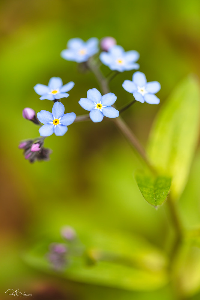 Closeup of Alpine Forget-Me-Not.