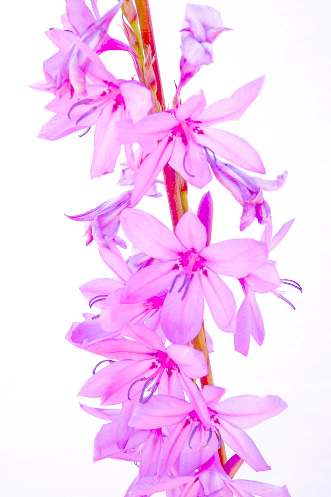 Pink Watsonia Photography Art | FocusPro Services, Inc.