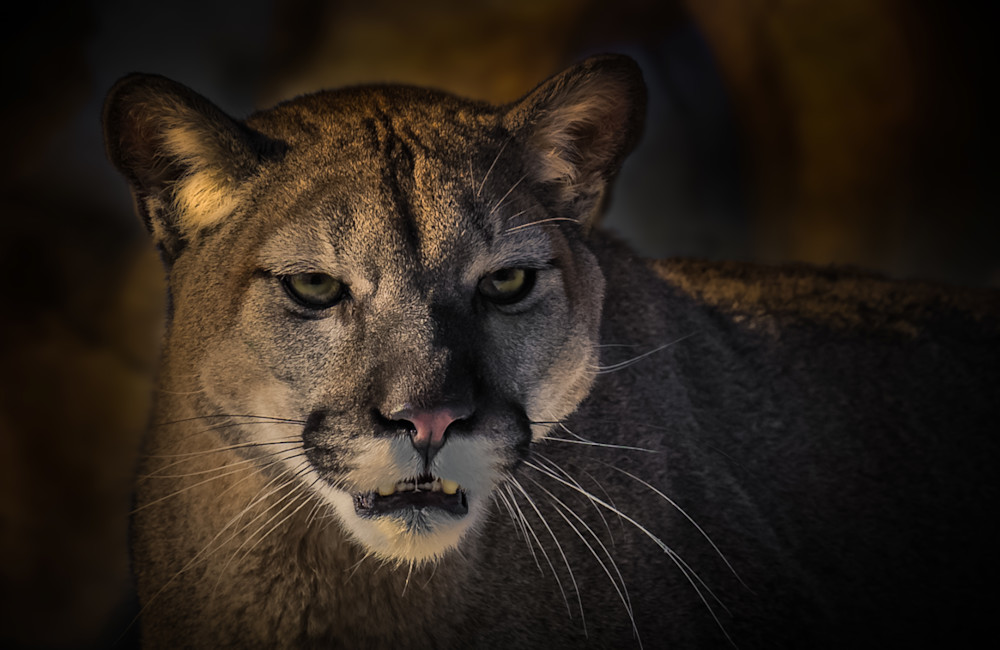 Lion King Photography Art | Jim Collyer Photography