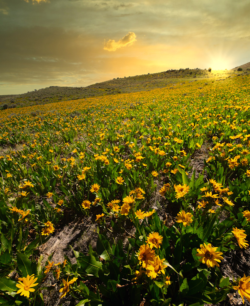 Super Bloom Photography Art | Jim Collyer Photography