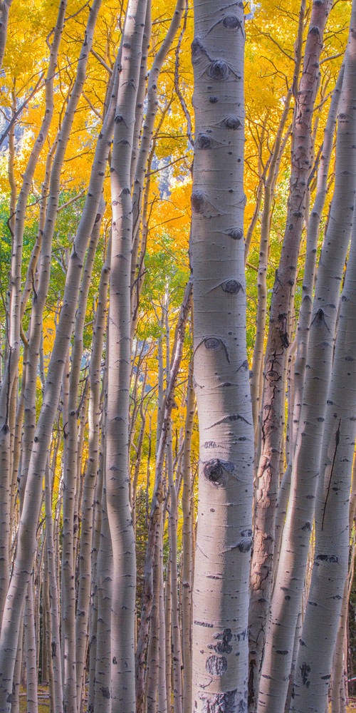 Aspens in Green and Gold - Wall Art Print for Sale | Thomas Watkins Fine Art