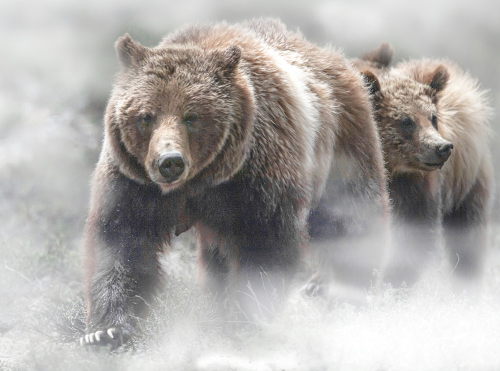 Grizzlies In The Mist Photography Art | Jim Collyer Photography