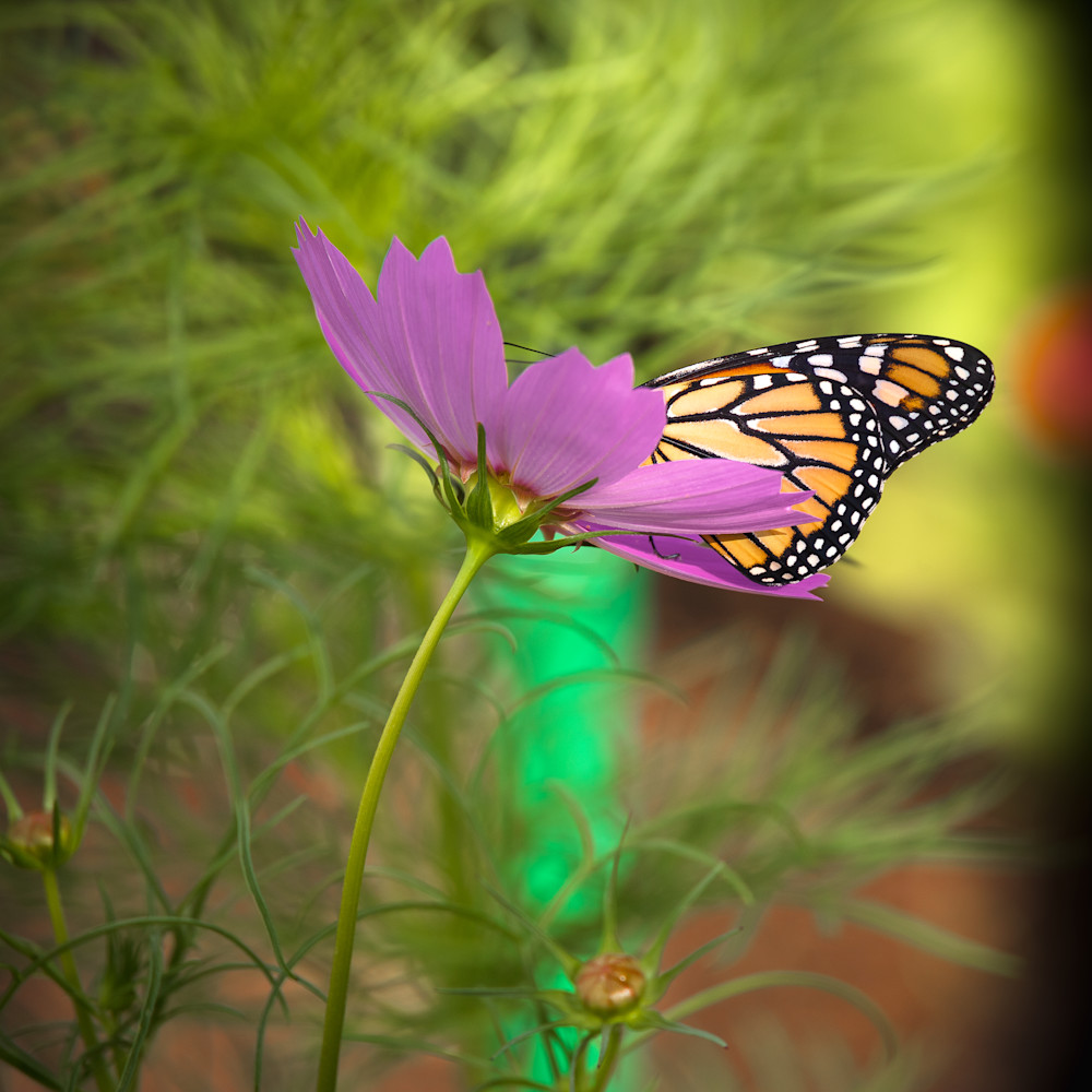 Wannabe Naturalist Quarterly Magazine Backyard Butterfly | Eugene L Brill