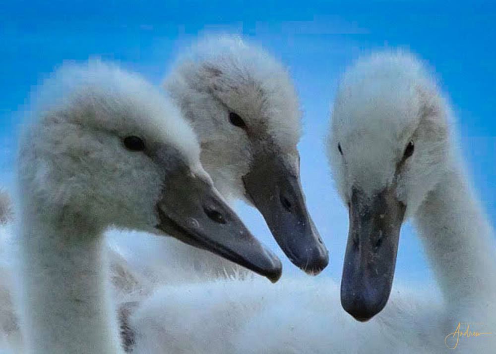 1 1 10 Cygnet Siblings Photography Art | Nature Pics By Andrew