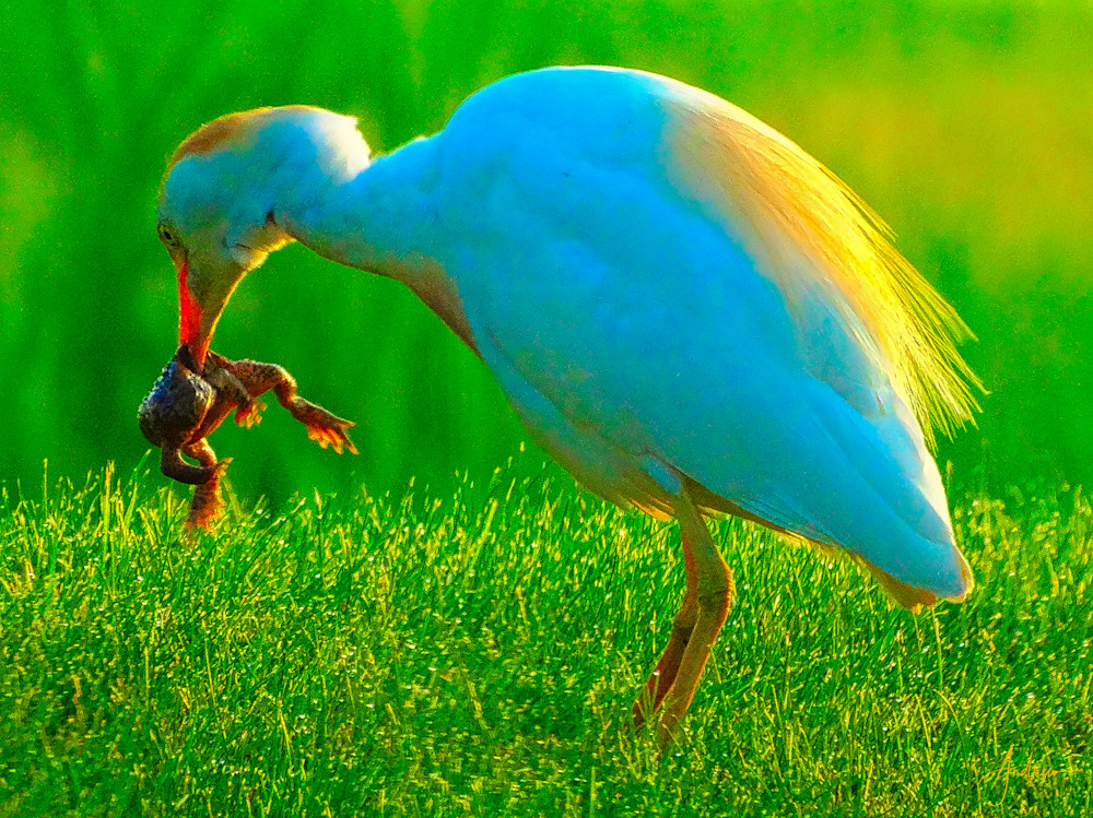 1 2 1 Cattle Egret And Frog Photography Art | Nature Pics By Andrew