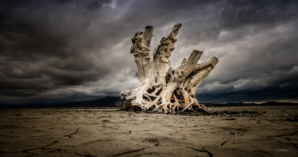 The Loneliest Stump Art | David Fowers Photography