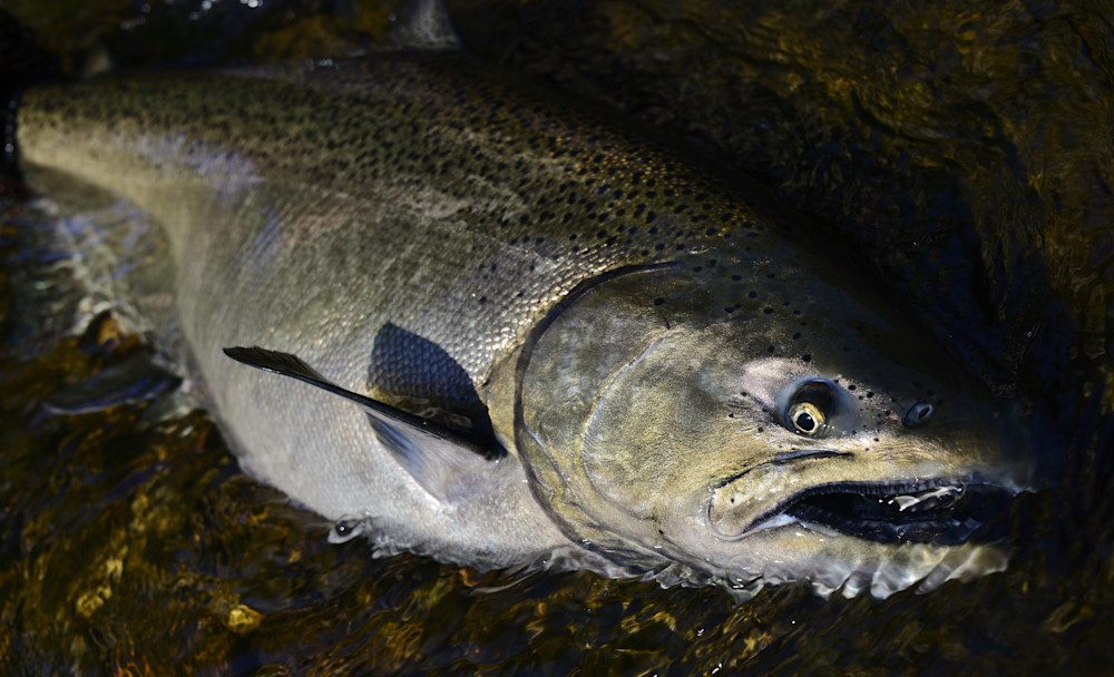  Dsc5162 Photography Art | Fly Fishing Portraits