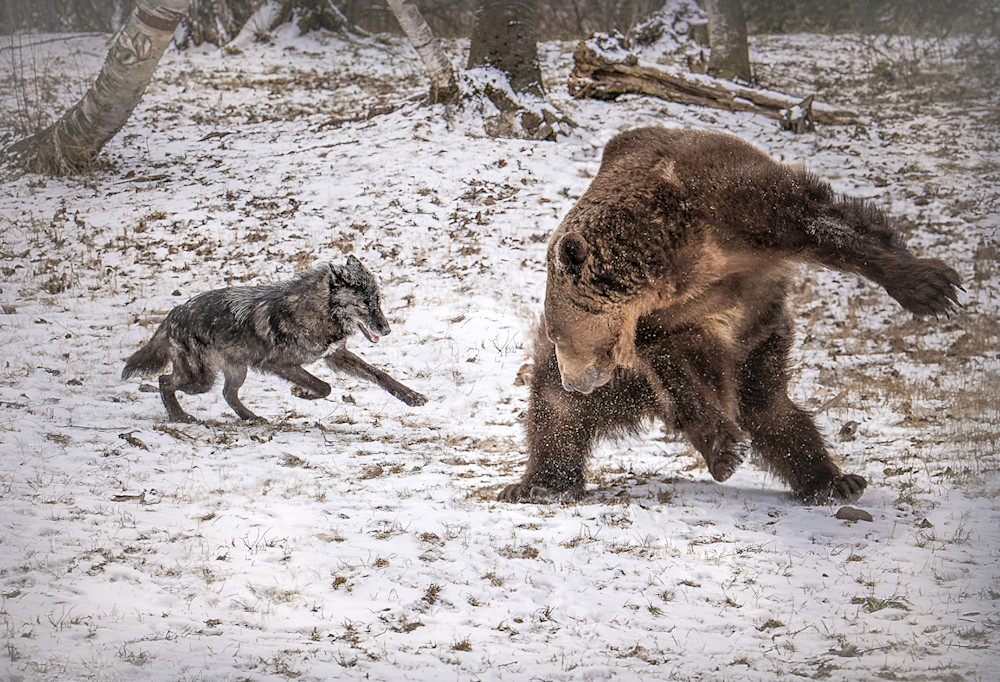 Wolf Vs. Grizzly Photography Art | Jim Collyer Photography