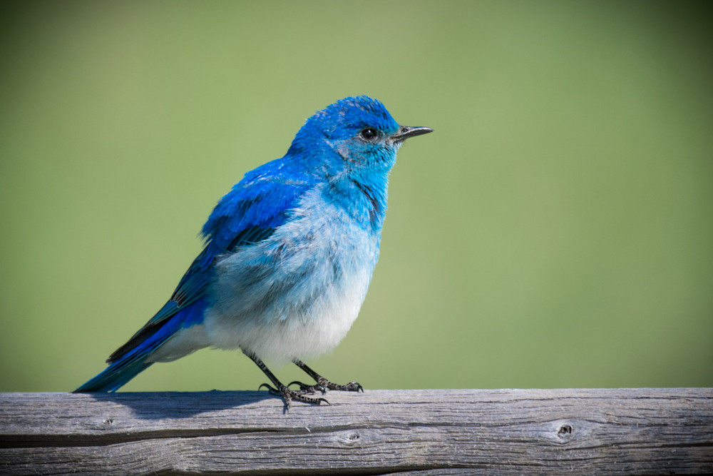 Male Bluebird Photography Art | Jim Collyer Photography