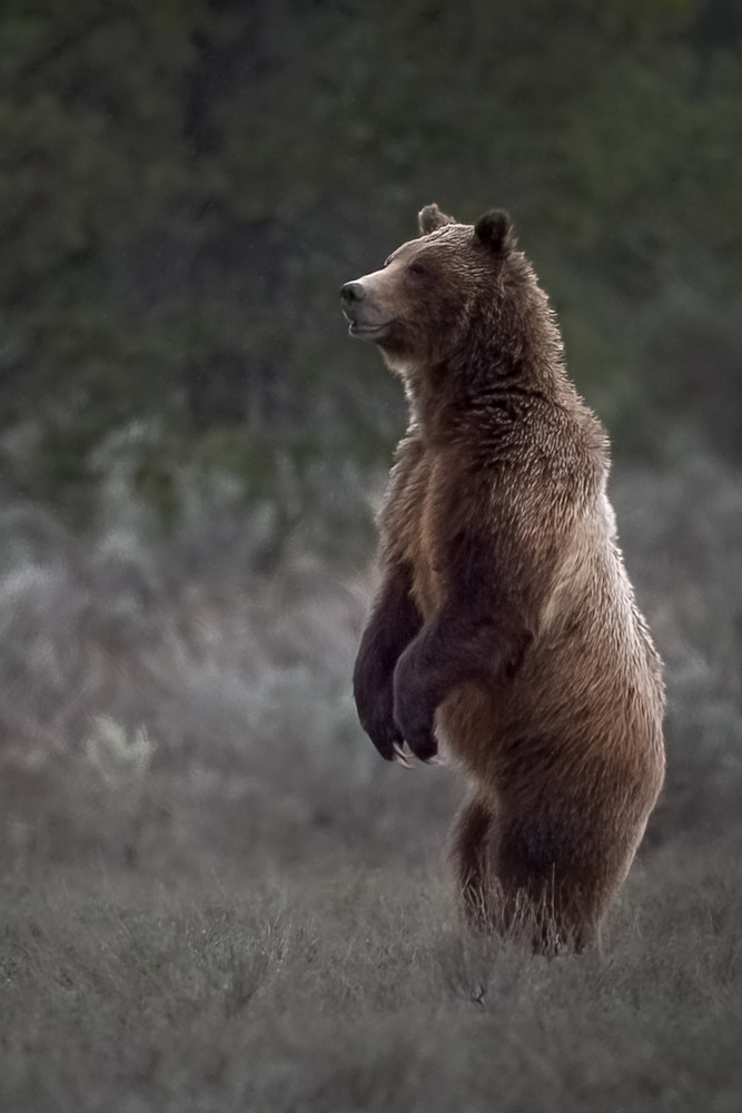 Standing Bear Photography Art | Jim Collyer Photography