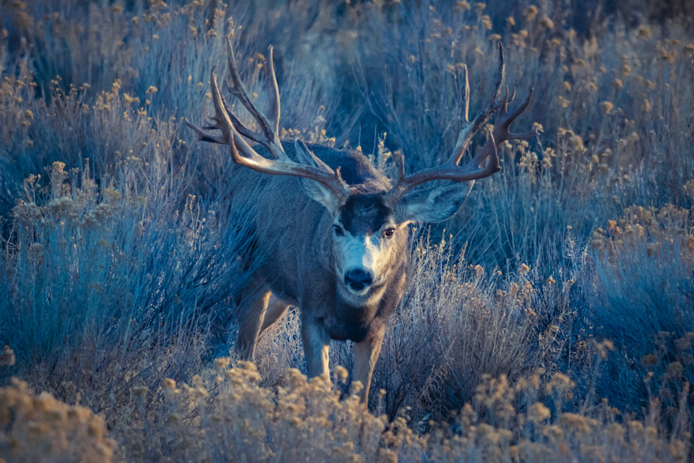 Mule Deer Photography Art | Jim Collyer Photography