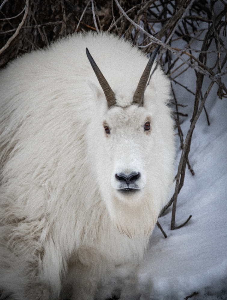 Mountain Goat Photography Art | Jim Collyer Photography