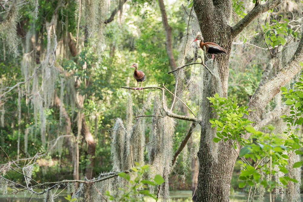 Black-bellied Whistling Ducks in Tree, Damon, Texas