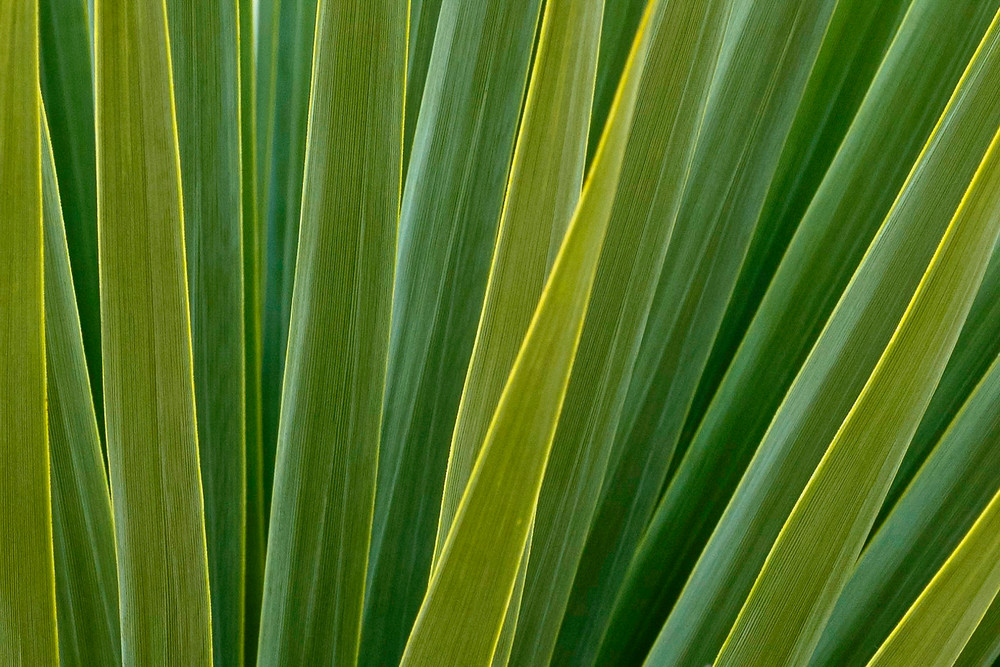 Yucca Closeup Photography Art | FocusPro Services, Inc.