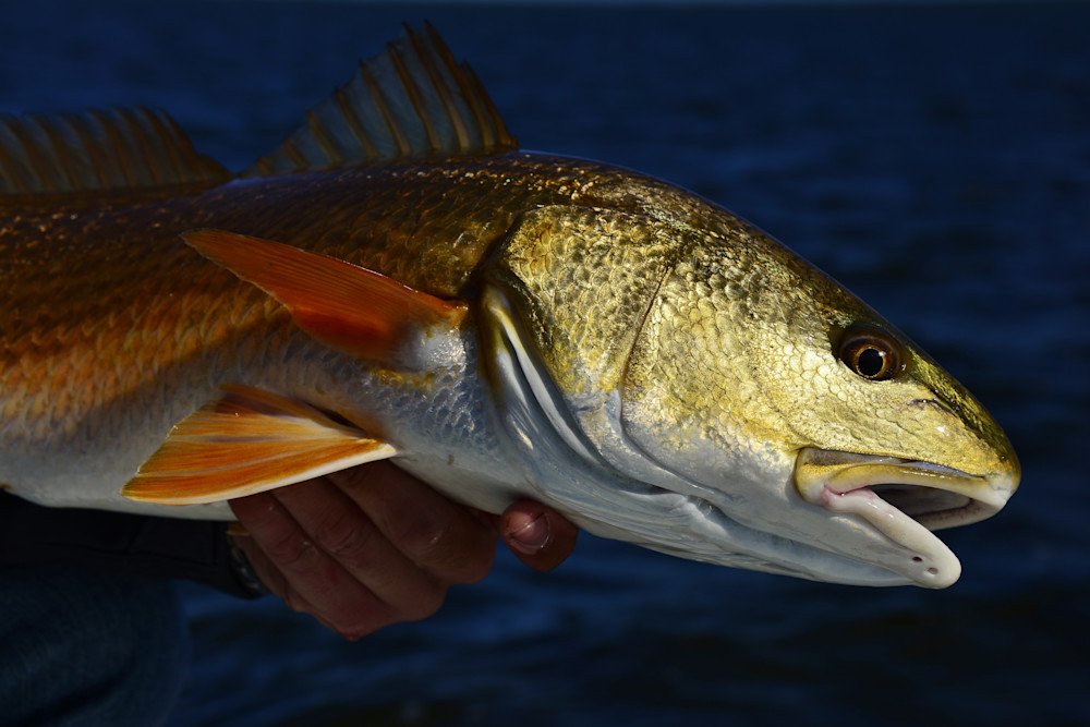 Redfish Close Up Portrait 106 Photography Art | Fly Fishing Portraits