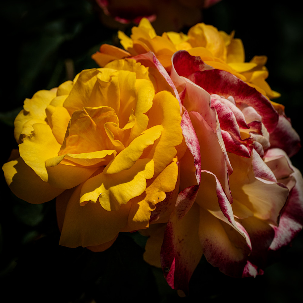 Mixed Roses Photography Art | FocusPro Services, Inc.