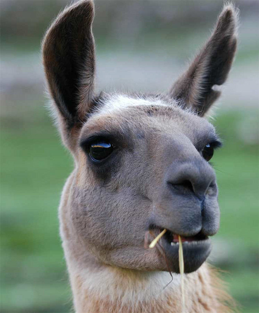 Llama   Cordirella Blanca Photography Art | Press1Photos, LLC