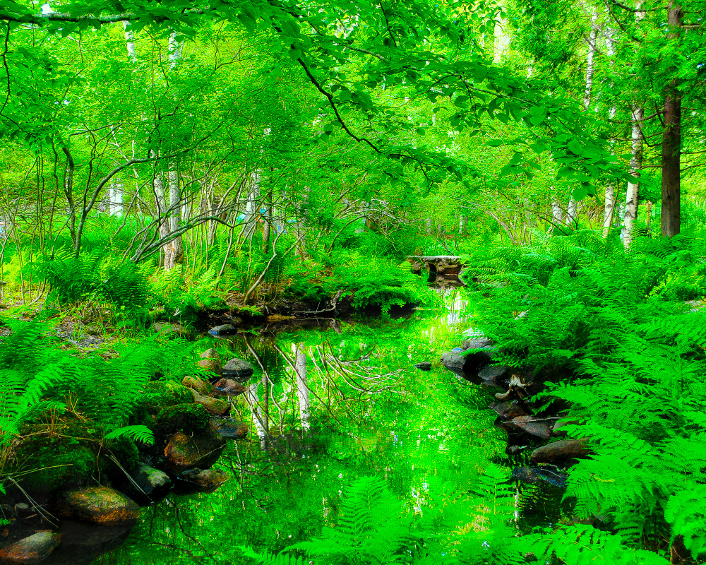 Mythic Forest