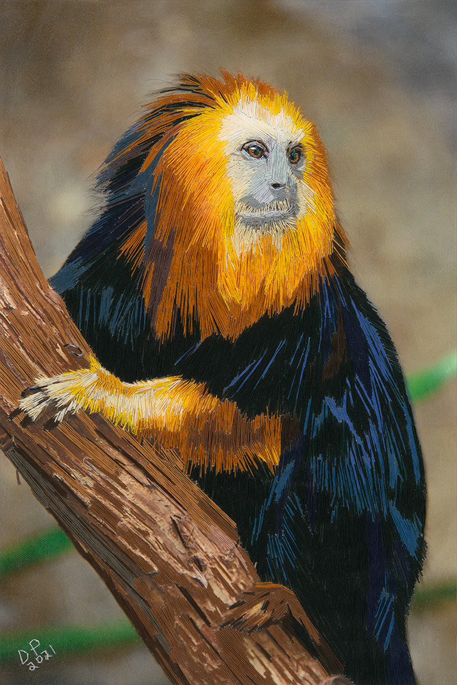 Golden Headed Monkey Web Art | David Poyant Paintings